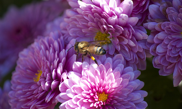 2 api fiori