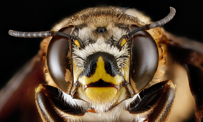 le api sono come noi umani quando si parla di riconoscimento facciale