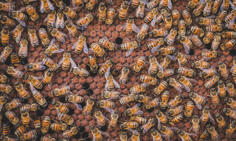 la democrazia delle api - all credits © Carlo Taccari