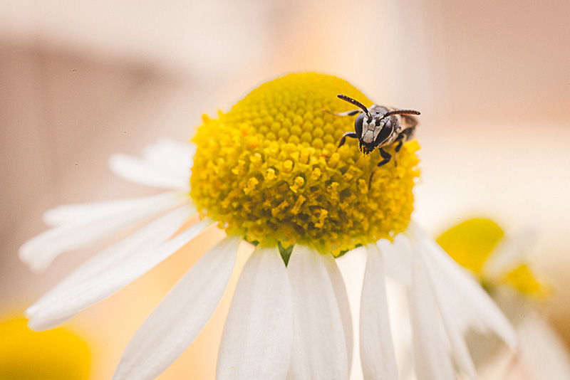 Piccola ape solitaria del genere Hylaeus © Carlo Taccari