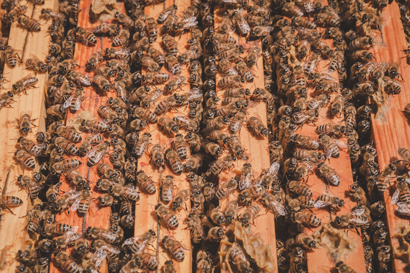 api operaie cammininano sui i telaini © Carlo Taccari