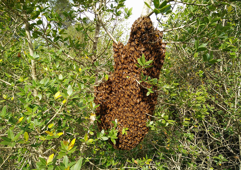 uno sciame naturale nell'Oasi di Castel di Guido © BUONO