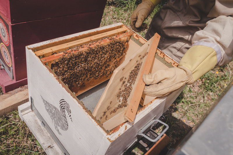 Arnia Lorentz dell'apiario BUONO © Carlo Taccari