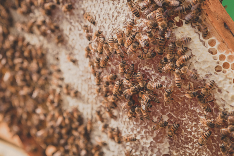 api al lavoro sui telaini raccolgono miele BUONO