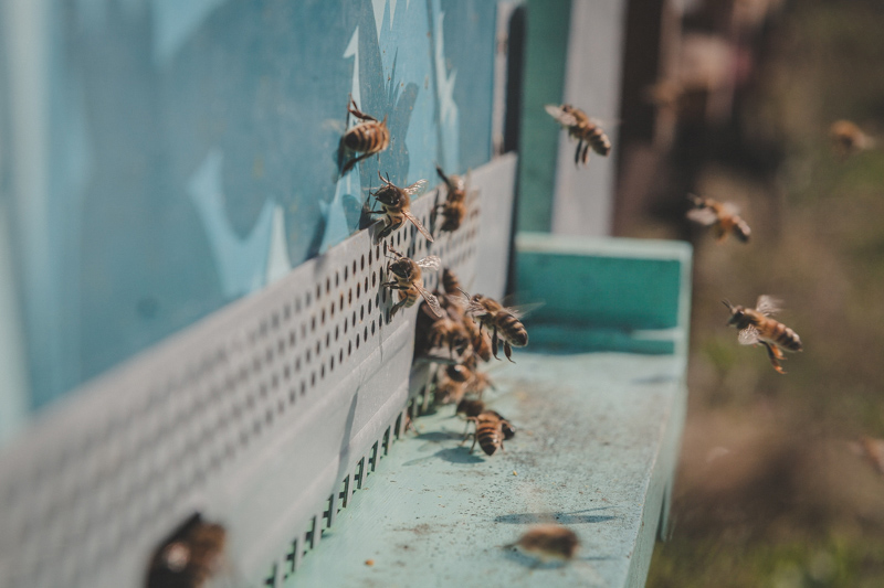 api bottinatrici in volo mentre rientrano a casa