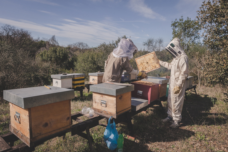 buoni apicoltori controllano le arnie