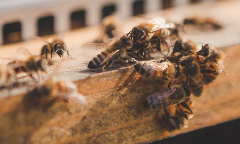 ogni famiglia di api, o colonia, ha il suo odore caratteristico