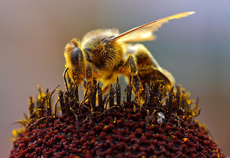 ape piena di polline © Danijel Juricev