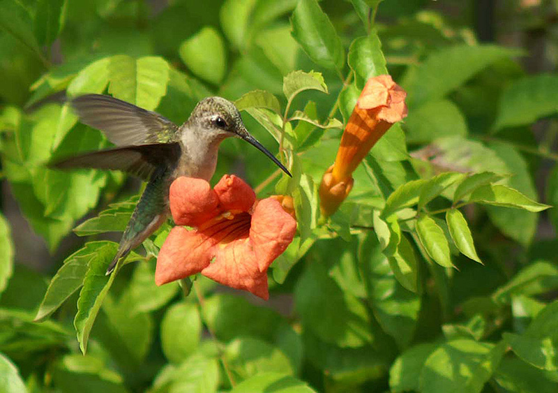 colibri in volo sui fiori per prendere il nettare