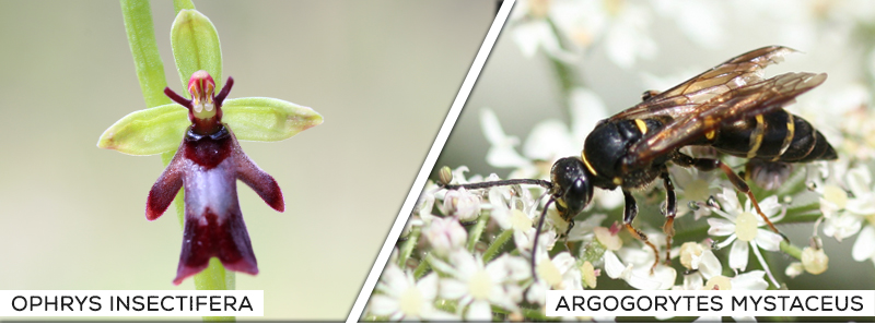 l'orchidea ophrys insectifera e la vespa argogorytes mystaceus