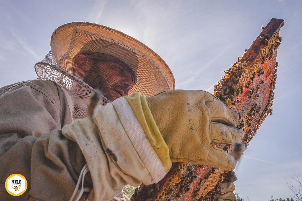 Francesco Imperi intento nel controllo dell'apiario dei 20BUONI © Carlo Taccari