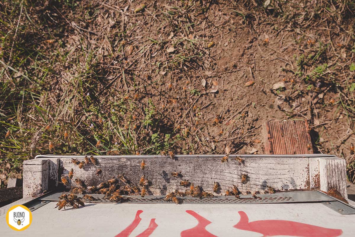 Le api dell'arnia Lotka e Volterra (#20BUONI) riprendono il lavoro a inizio della primavera