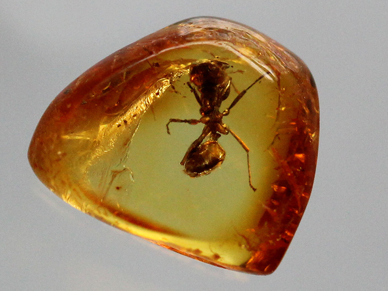 formica fossile nell'ambra baltica, circa 50 milioni di anni fa, Eocene © Manukyan Andranik
