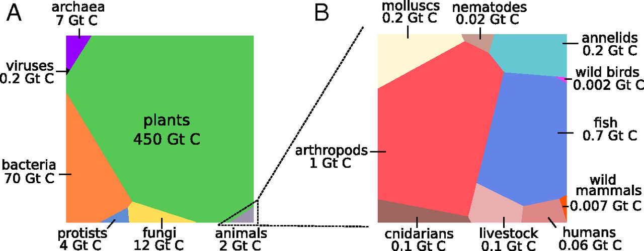 Rappresentazione grafica della quantità di biomassa globale per taxa © Yinon M. Bar-On