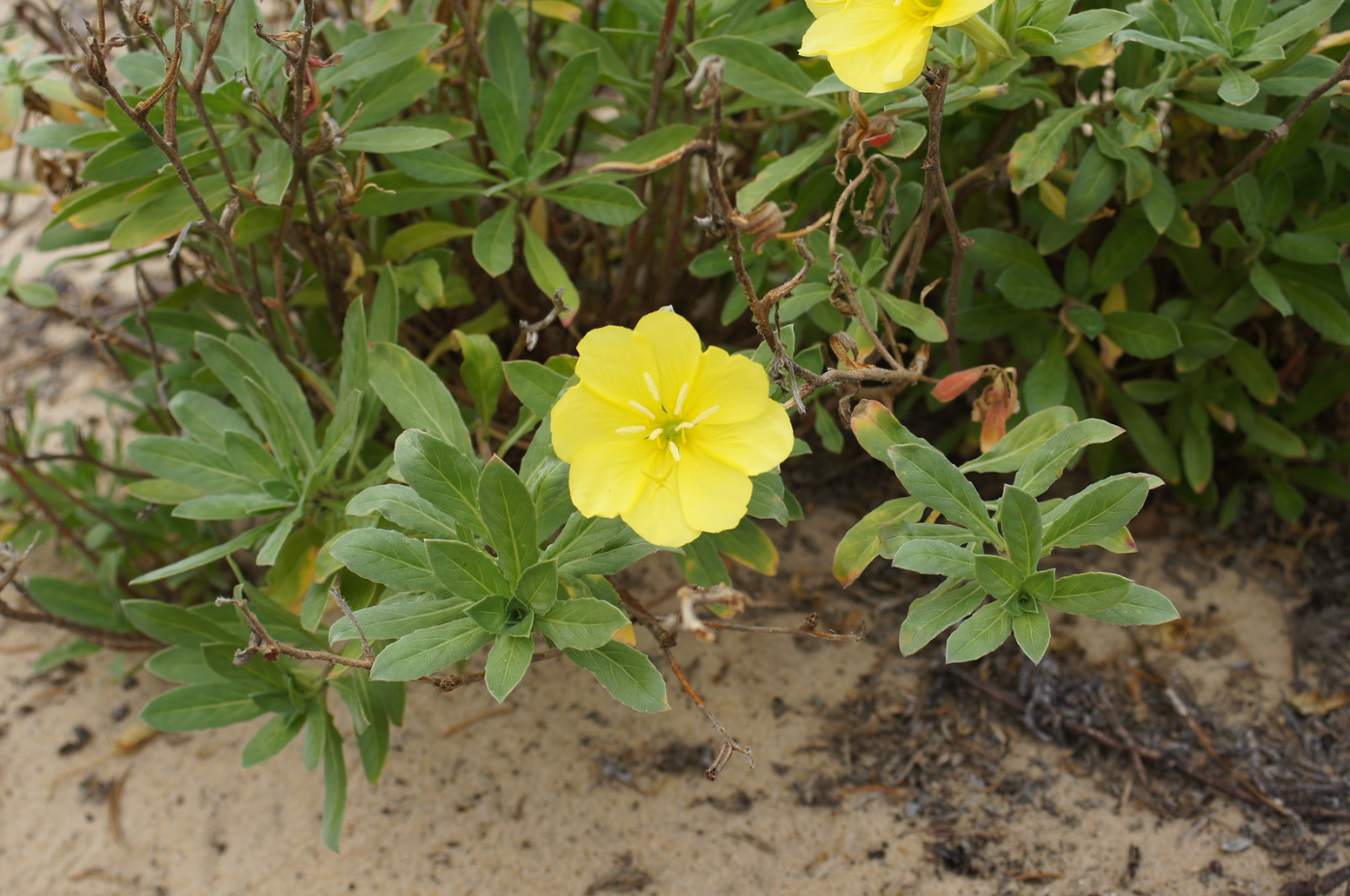 Oenothera drummondii © Harry Rose