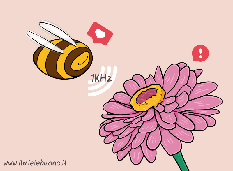 fiore e ape - la percezione dei suoni