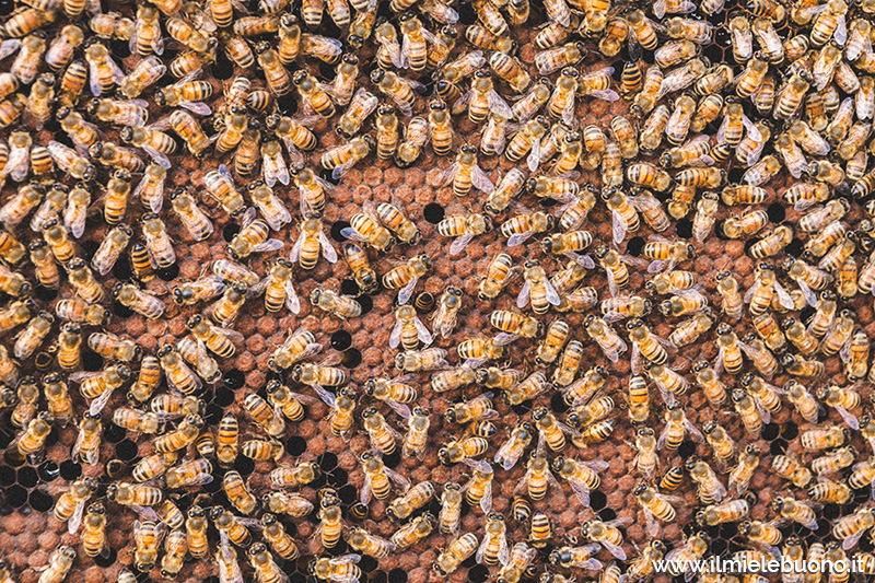 api nutrici al lavoro sulla covata della famiglia