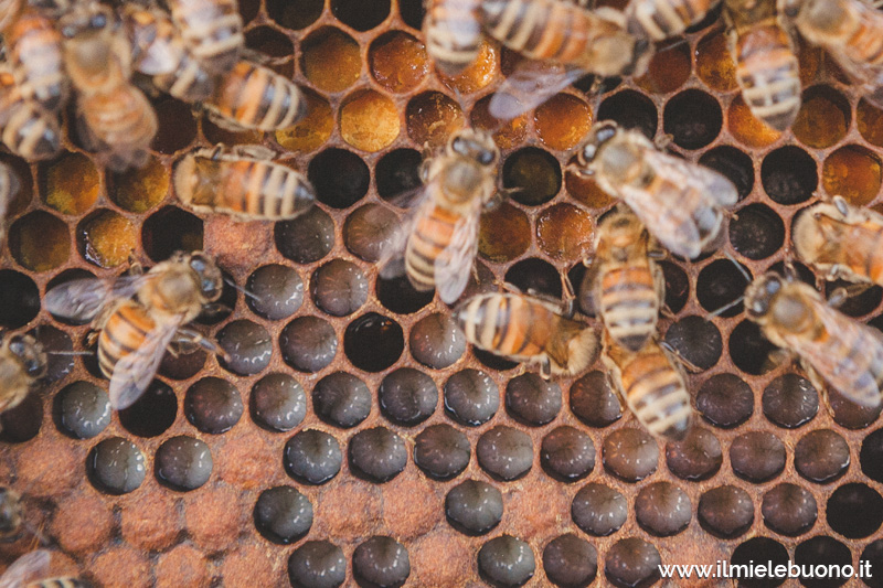 larve in salute presso l'apiario dei #20BUONI