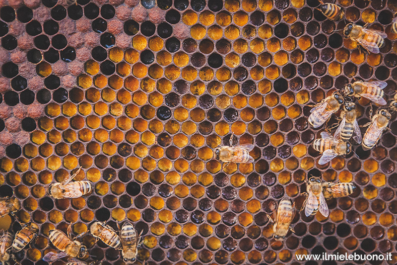 Polline di diverso colore raccolto dalle api presso i #20BUONI