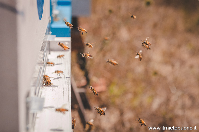 traffico api in volo sul predellino dell'arnia
