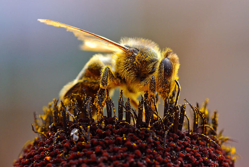 ape raccoglie polline 1